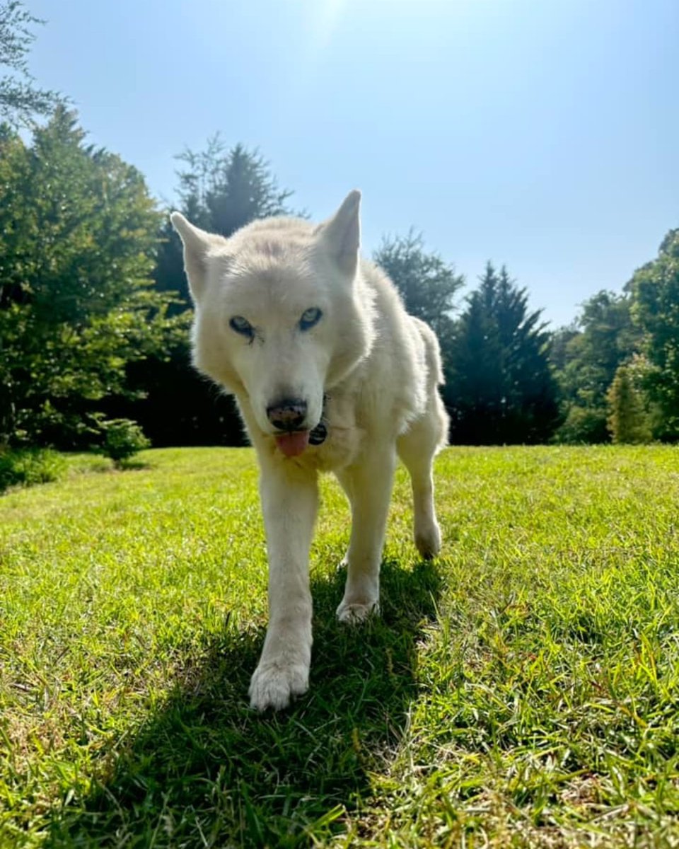 Ariat's tweet image. Thankful for our furry friends. 🐾 #AriatWork