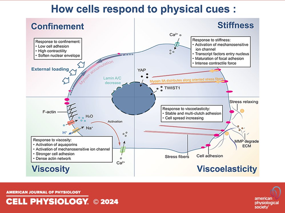AJPCellPhys's tweet photo. From our Advances in Adhesion and Cell Contact series comes today's highlight. Physical effects of 3-D #microenvironments on confined #cell behaviors (Bao-Qiong Lan et al.):
https://t.co/0ISuFUMfOj https://t.co/vfP96RU5D1