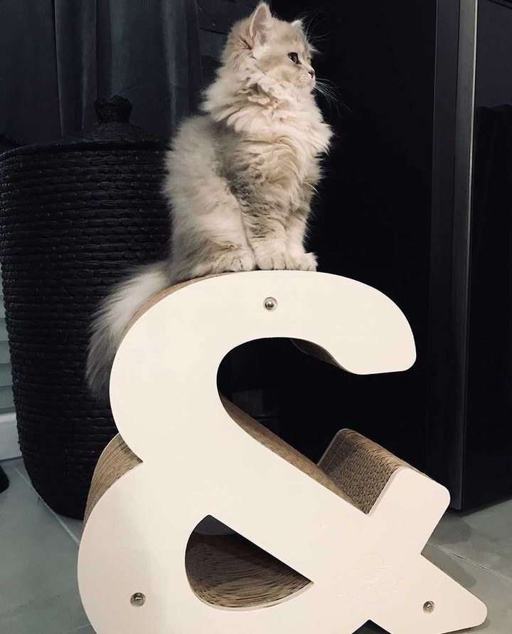 Les griffoirs Homycat offrent à vos chats bien plus qu’un espace pour griffer. Avec leur design unique et leur confort, ils deviennent aussi leur coin préféré pour se relaxer ou faire une petite sieste ! 😻

Tous nos produits sont disponibles sur Homycat.com ! 🛒