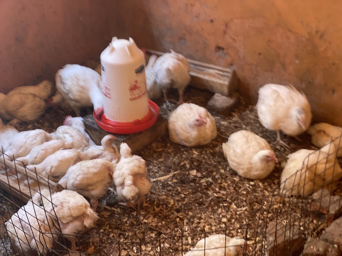 HealingandHop's tweet photo. We at Hope Haven Community Development Organization are excited to share our progress in broiler rearing as part of our sustainable development efforts. Your support can help us expand and create more impact in our community. Let’s grow together! https://t.co/KSDk5xedru