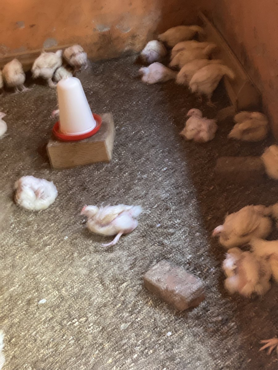 HealingandHop's tweet photo. We at Hope Haven Community Development Organization are excited to share our progress in broiler rearing as part of our sustainable development efforts. Your support can help us expand and create more impact in our community. Let’s grow together! https://t.co/KSDk5xedru