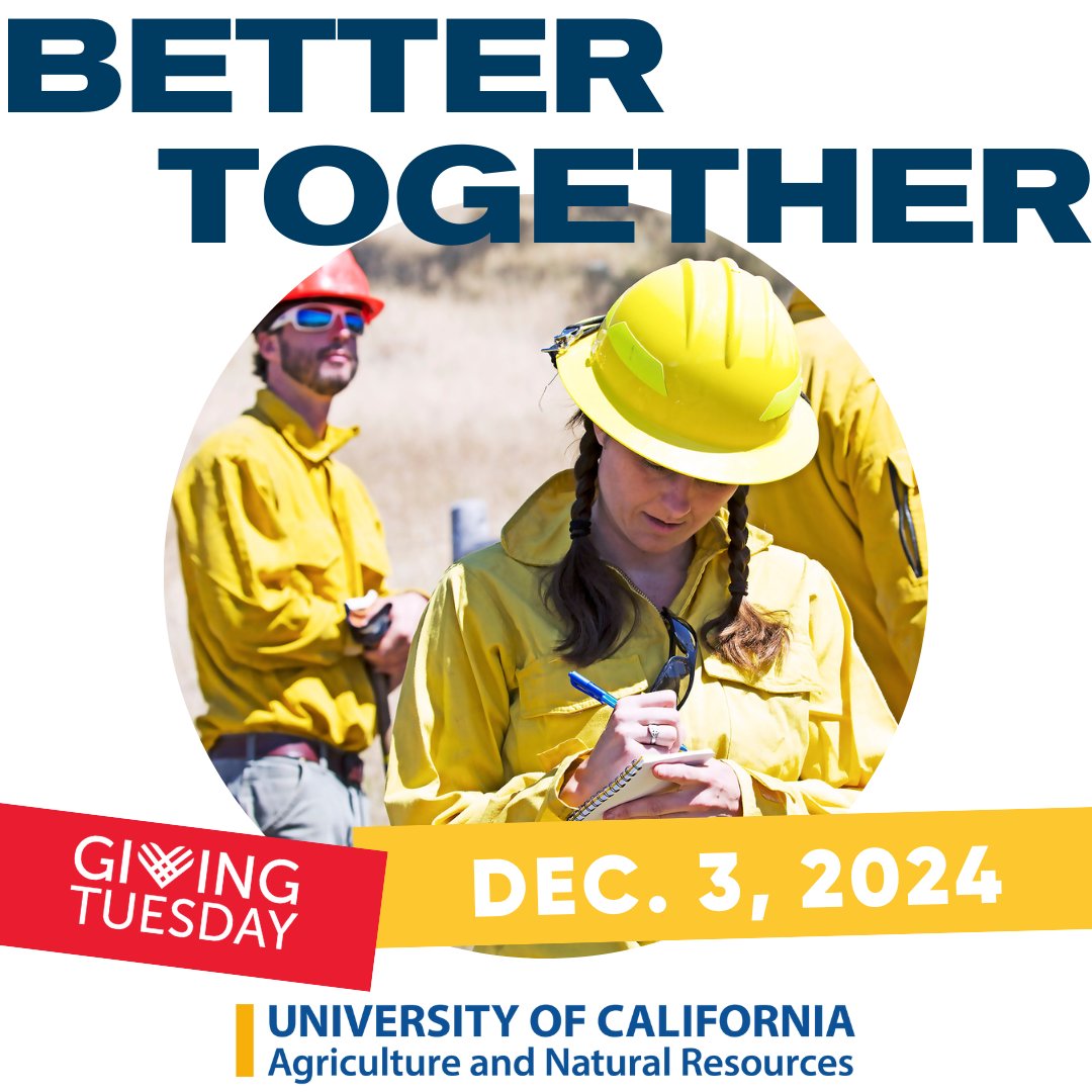 This #GivingTuesday, help us grow a healthier, more resilient California! Your support powers groundbreaking research and outreach programs that tackle critical challenges in #agriculture, natural resources, and community well-being.💚#GiveBack 
🔗 ucanr.edu/GivingTuesday