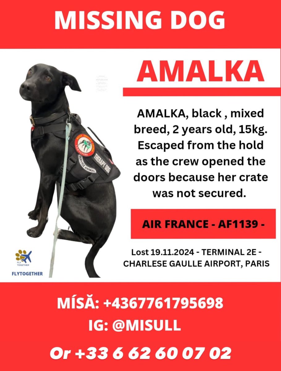 🚨🐶 Amalka s’est échappée de sa cage de transport à l’aéroport de Roissy. Après avoir erré plusieurs jours sur zone, il semblerait qu’elle soit en dehors de l’aéroport ! À tous, dans le secteur de Roissy, soyez vigilant et prenez contact au plus vite si vous l’apercevez !
