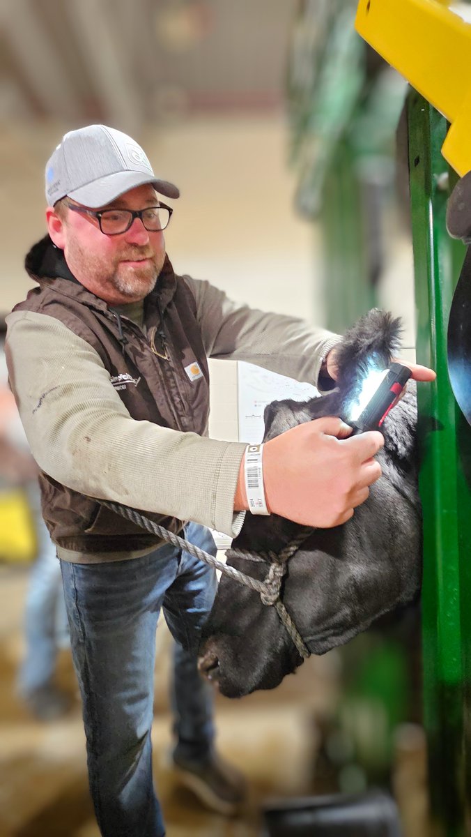 Brian Gowan (from Jarvis) was one of the volunteers checking cattle tattoos for beef entries at Royal Winter Fair.

📸: Sharon Grose
