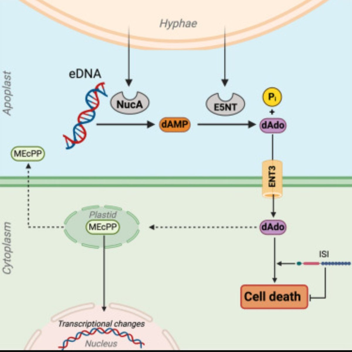 Alga Zuccaro (@team_zuccaro) on Twitter photo Our latest paper <a href="/cellhostmicrobe/">Cell Host & Microbe</a>, <a href="/sfb_1403/">SFB_1403</a>, <a href="/ceplas_1/">CEPLAS</a> is online:
"A nucleoside signal generated by a fungal endophyte regulates host cell death and promotes root colonization". Many thanks to <a href="/armadill0guy/">Nick Dunken</a> and the fantastic team of scientists involved. sciencedirect.com/science/articl… Our latest paper <a href="/cellhostmicrobe/">Cell Host & Microbe</a>, <a href="/sfb_1403/">SFB_1403</a>, <a href="/ceplas_1/">CEPLAS</a> is online:
"A nucleoside signal generated by a fungal endophyte regulates host cell death and promotes root colonization". Many thanks to <a href="/armadill0guy/">Nick Dunken</a> and the fantastic team of scientists involved. sciencedirect.com/science/articl…