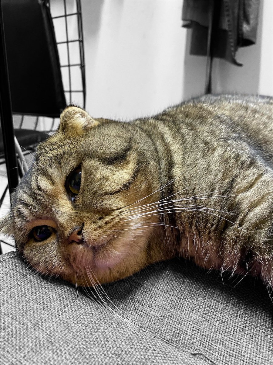 kedimi paylaşmak için harika bir fırsat. kedim