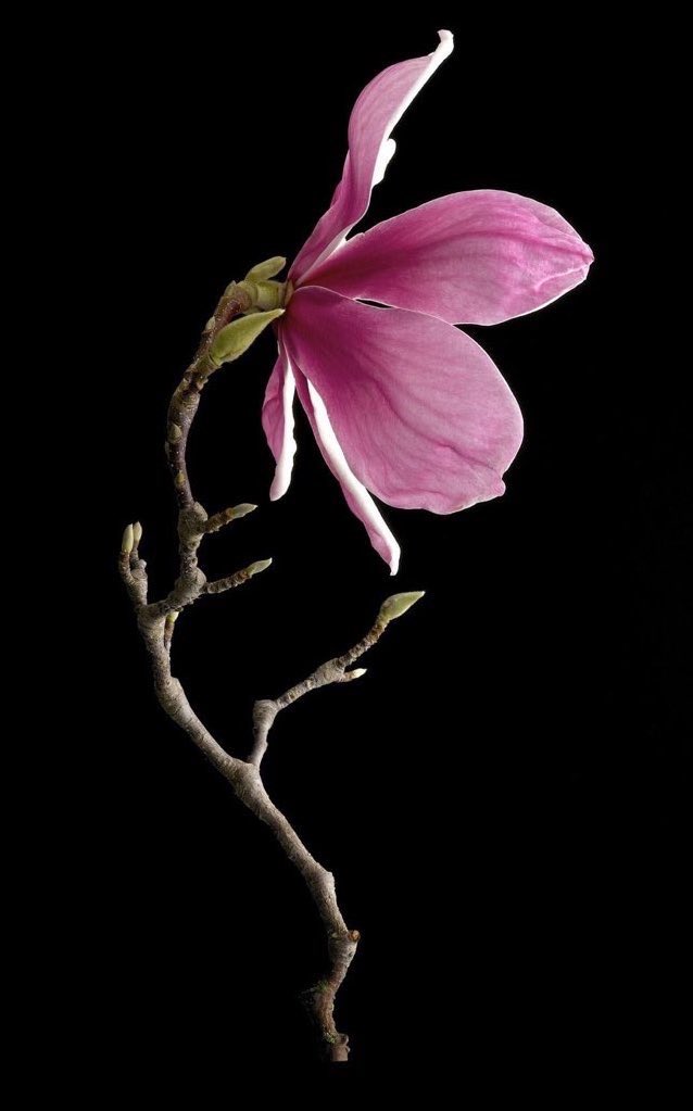 prtygal777's tweet photo. Pink Magnolia https://t.co/4oxjXs8rw4