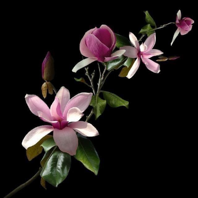 prtygal777's tweet photo. Pink Magnolia https://t.co/4oxjXs8rw4