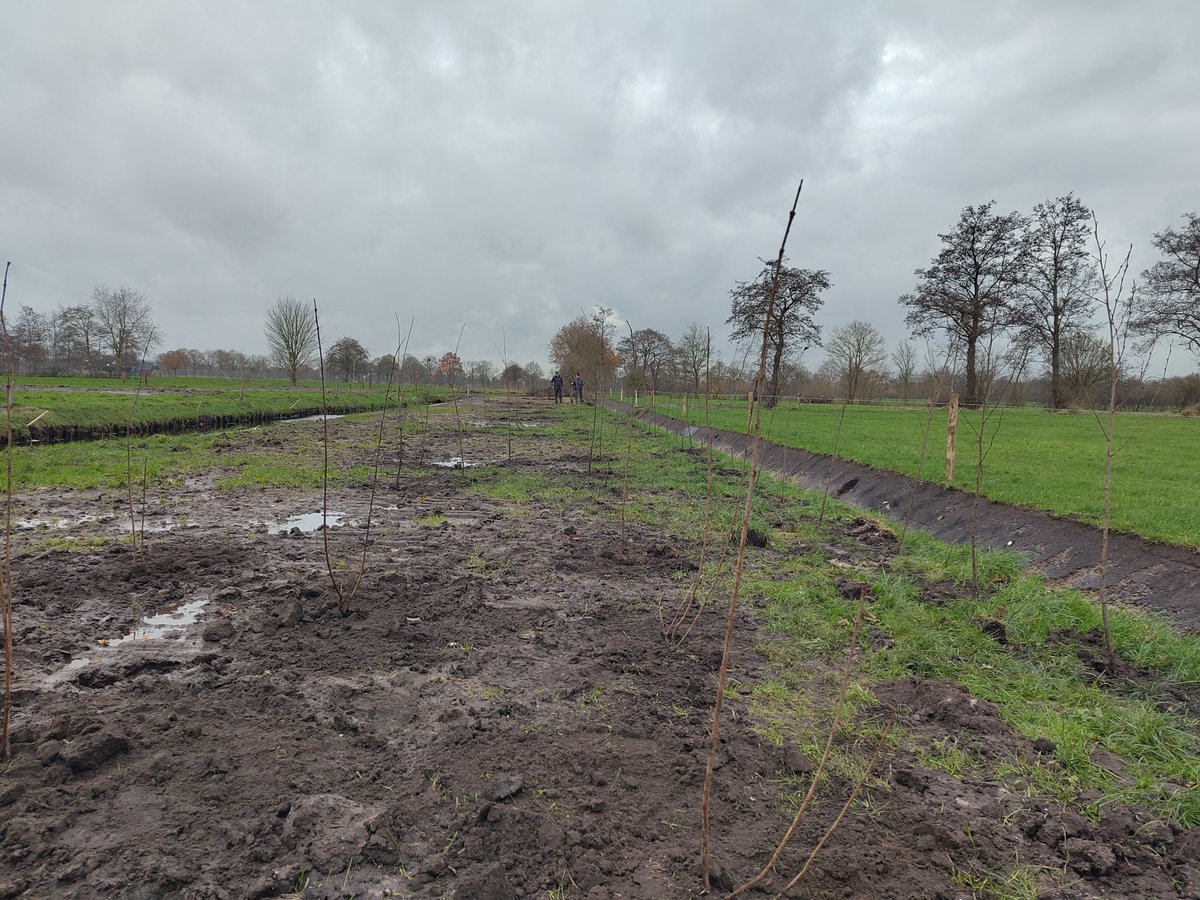 Vandaag met de Groene Buitenmedewerkers Westerkwartier een Elzensingel met daarvoor besdragende  struiken aangeplant.  Deze groene snelwegen voor zoogdieren, vogels en insecten is door aanleg van deze 140 meter een netwerk van 7000 meter geworden op Landgoed Coendersborg.