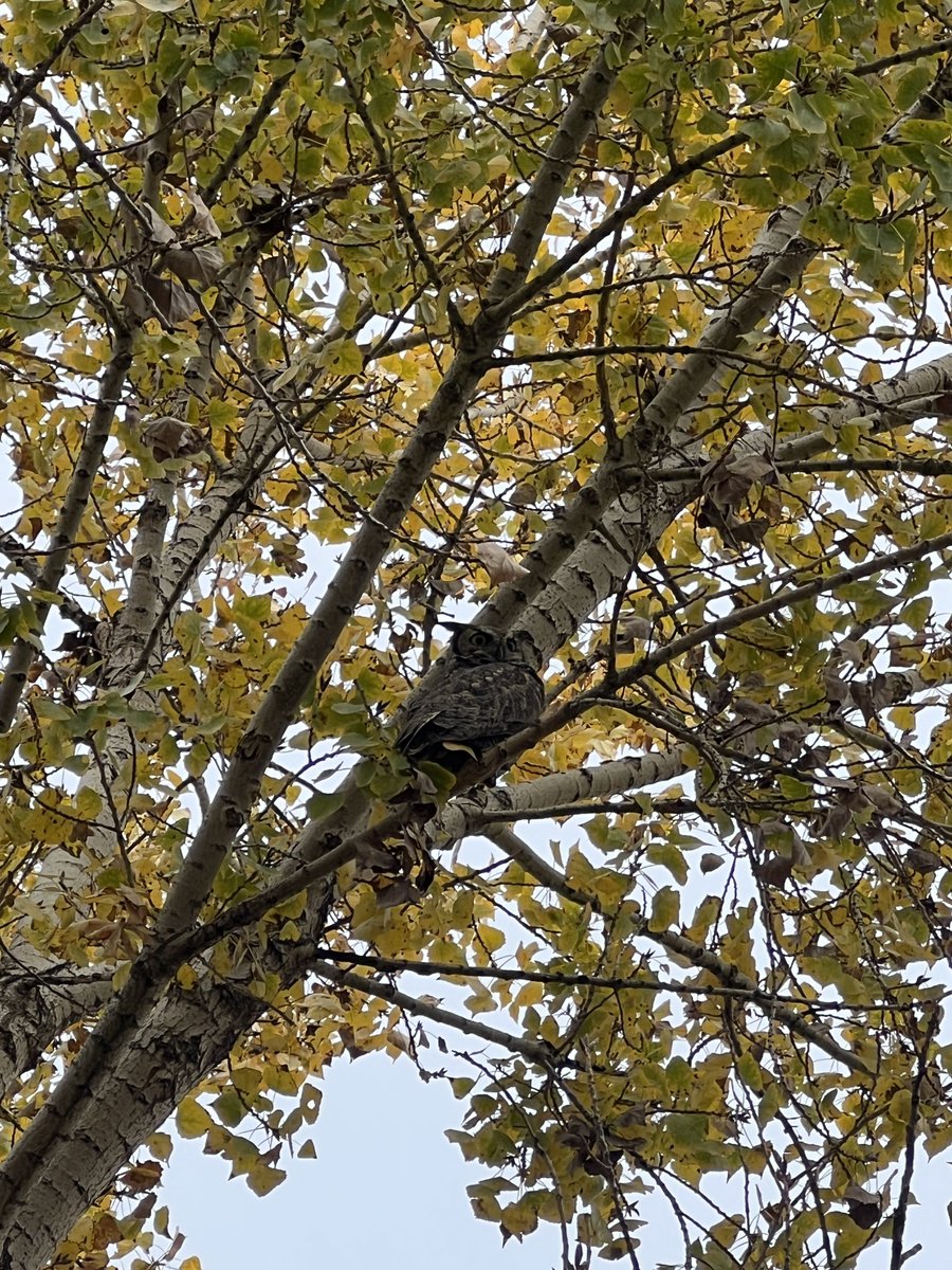 norcalrose's tweet photo. 25 days until Winter. 
The Great Horned Owl begins to nest. Fall rainstorm floods the weir. Over yonder the ‘Smallest Mountain Range in the World’ sits.
Leaves turn, levees fill, wildlife prospers. Winter is coming. 

#northerncalifornia #winteriscoming #stewardoftheland https://t.co/pUqtqu9a30