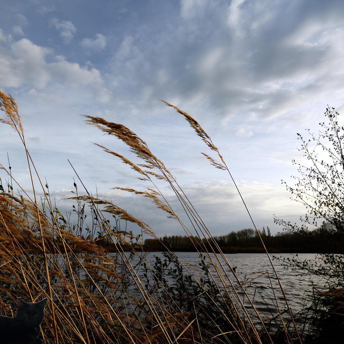 happy007_always's tweet photo. Windy Day

🌿  

#NaturePhotography #NaturePhotograph #naturephoto #SkyPhotography #cloudscape #Autumn #AutumnDay #自然 #風景 #景色 #雲 #空 #池 #秋 #攝影 https://t.co/Ax7uiyIzJ8