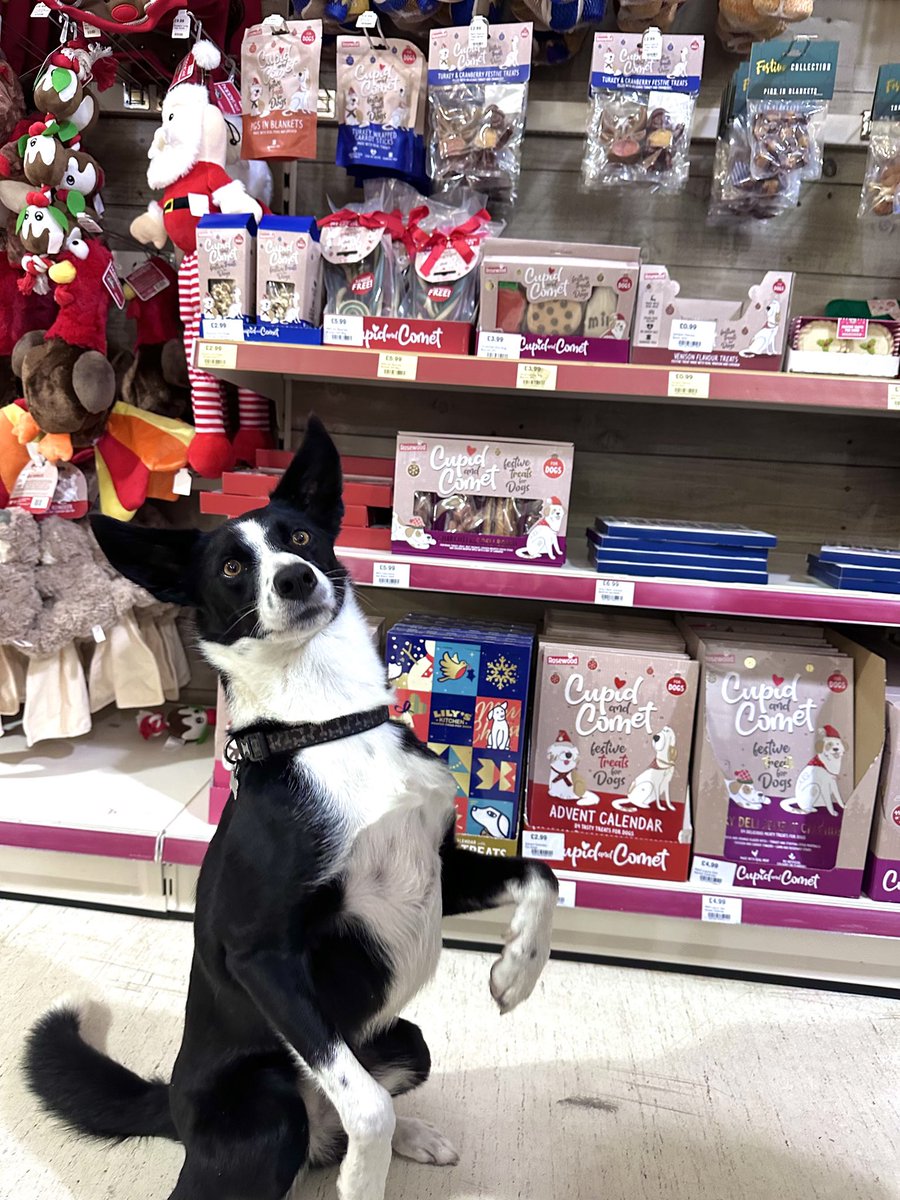 Jos_photos1's tweet photo. Poppy is a winner 🐶🥳👏 #DogsofTwittter #BorderColliesonTwitter #Dobbies https://t.co/Kz7BscaMP6
