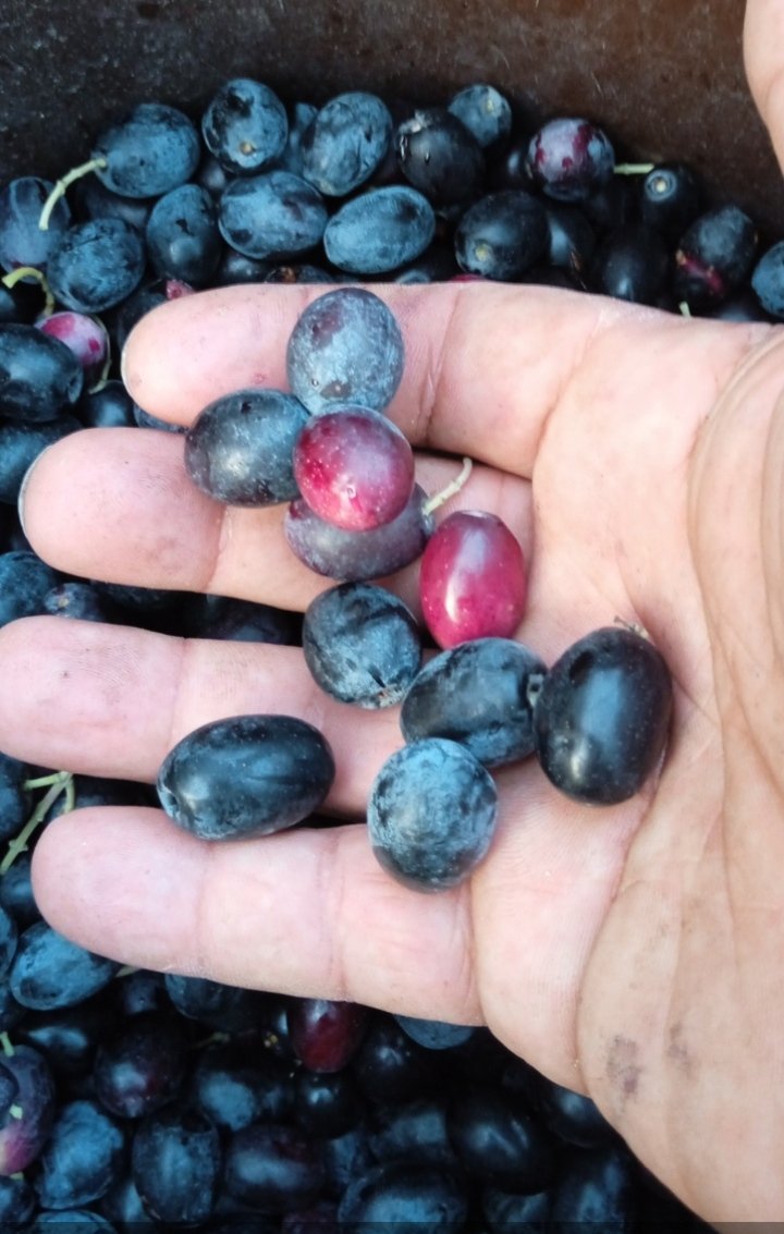 شجرة زيتون نبتت من البذرة غير مطعمة وجدتها بجانب بعض اشجار الزيتون البري ( زبوج) حجم الحبة ما شاء الله تشبه صنف شملال.