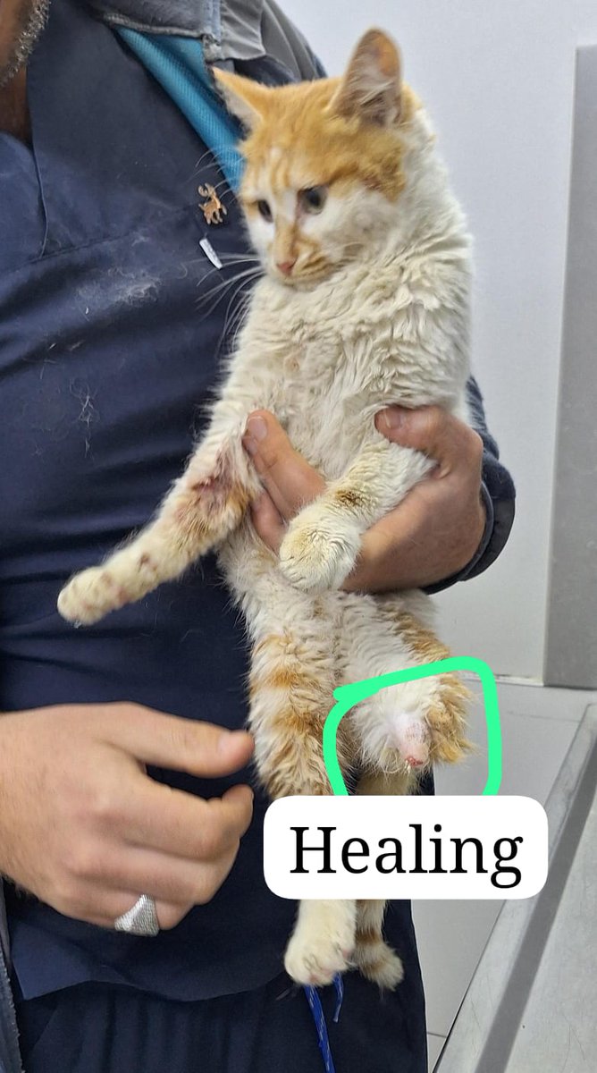 toprakana7440's tweet photo. Mısır 6 gündür klinikte.
Bugün Samir abisi 500Tl destekledi.Kesesibe bereket.
Toplam destek 1400Tl
Güzel gözlü Mısırı görebilecek ablalar/ abiler neredesiniz?
Klinik iban DM https://t.co/d4wVTJu8gQ