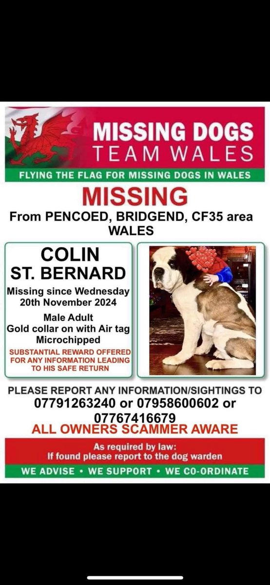 longtallshazza's tweet photo. #findcolin #StBernard #pencoed #bridgend #bringcolinhome #toohottohandle https://t.co/YOyGCPaNkQ