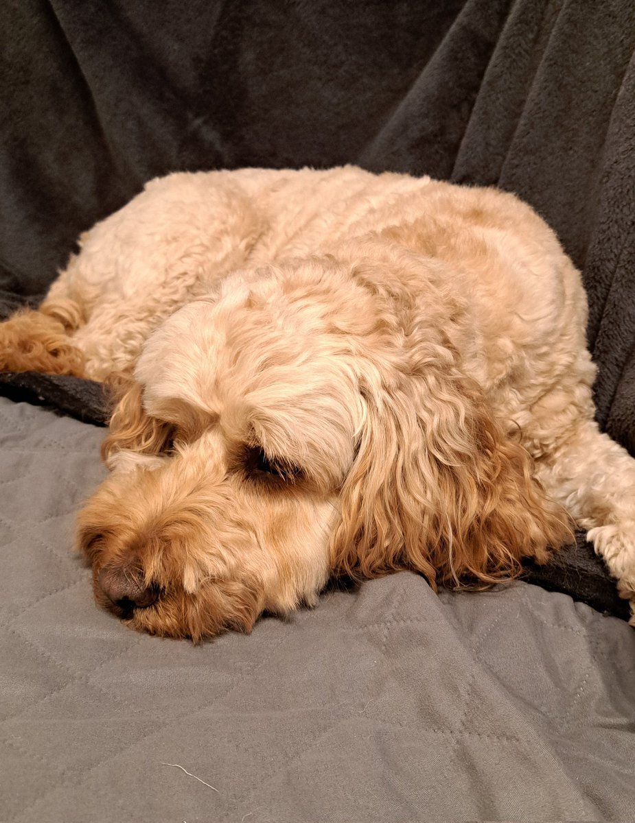 DCockapoo's tweet image. My second blood test results were perfect,  so I shall be seeing the vetanhairy man in the morning for my dental. I&apos;m still not sure that I&apos;m going to like it. Wish me luck, pals.