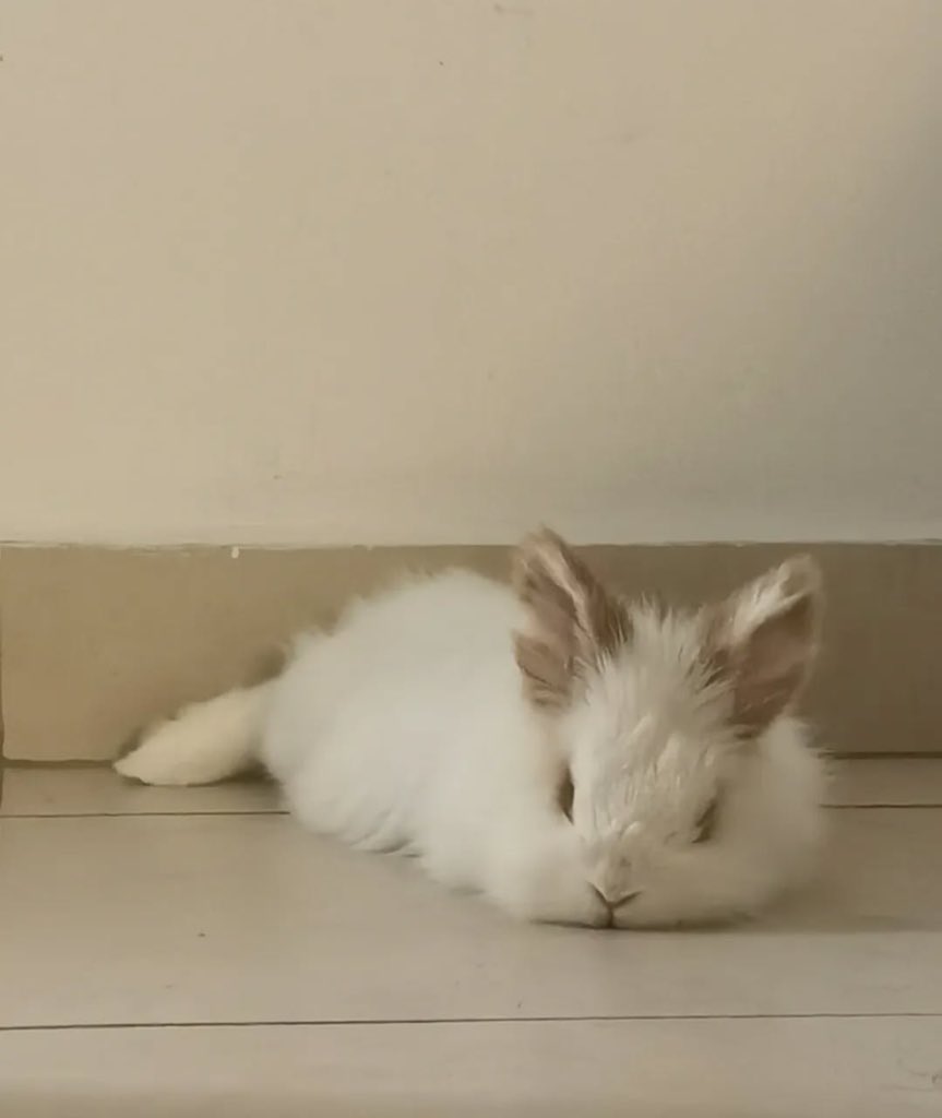 nokvaa's tweet photo. my sweet little venti ♡ https://t.co/af9bt1XNLS