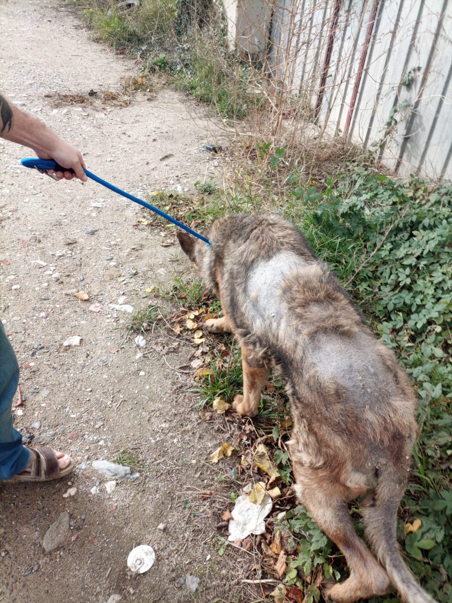 Hugo_Bidault's tweet photo. Le vendredi 22 novembre, nous sommes intervenus aux côtés de la brigade de gendarmerie de Prades pour récupérer un chien détenu dans de très mauvaises conditions depuis des années. Attaché depuis qu'il était chiot, il était laissé sans soins et souvent sans eau. Sultan a 6 ans, mais il paraît en avoir 20.

Nous remercions infiniment la S.P.A des Pyrénées-Orientales pour avoir pris en charge Sultan. Nous exprimons également notre profonde gratitude à la brigade de gendarmerie de Prades ainsi qu'à Madame le substitut du procureur référente en matière de souffrance animale.

L’association S.E.P.A. dépose plainte pour abandon volontaire par privation de soins.

Pour nous soutenir dans nos missions, nous recherchons des familles d’accueil sans autres animaux. Si vous êtes intéressé(e), il suffit de nous contacter par e-mail à : asso.sepa66@gmail.com.
Vous pouvez également nous aider en faisant un don ou un micro-don d’un euro par mois.

https://t.co/DMeVlnPEFi

https://t.co/HYmkxHtZ5S