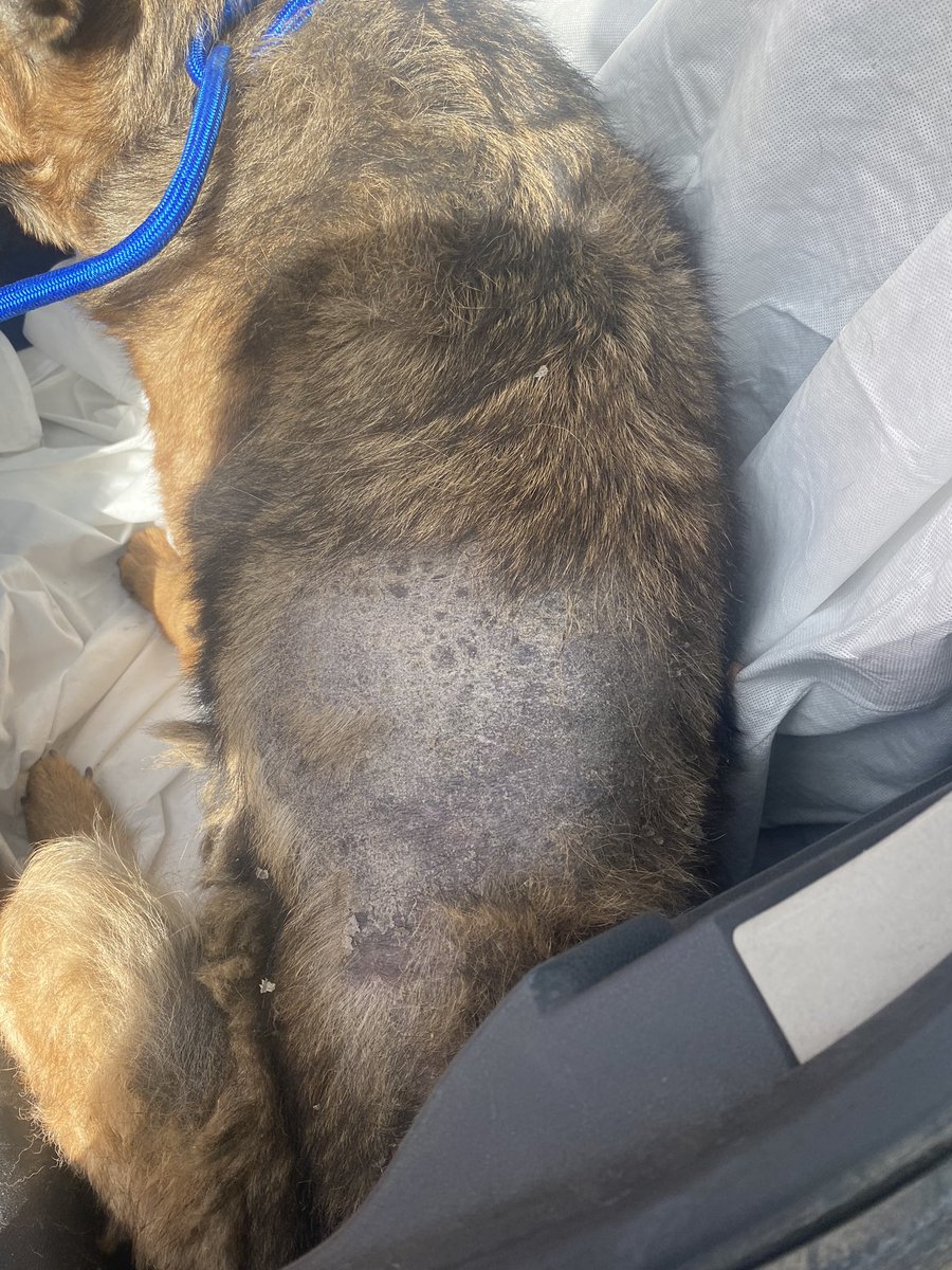 Hugo_Bidault's tweet photo. Le vendredi 22 novembre, nous sommes intervenus aux côtés de la brigade de gendarmerie de Prades pour récupérer un chien détenu dans de très mauvaises conditions depuis des années. Attaché depuis qu'il était chiot, il était laissé sans soins et souvent sans eau. Sultan a 6 ans, mais il paraît en avoir 20.

Nous remercions infiniment la S.P.A des Pyrénées-Orientales pour avoir pris en charge Sultan. Nous exprimons également notre profonde gratitude à la brigade de gendarmerie de Prades ainsi qu'à Madame le substitut du procureur référente en matière de souffrance animale.

L’association S.E.P.A. dépose plainte pour abandon volontaire par privation de soins.

Pour nous soutenir dans nos missions, nous recherchons des familles d’accueil sans autres animaux. Si vous êtes intéressé(e), il suffit de nous contacter par e-mail à : asso.sepa66@gmail.com.
Vous pouvez également nous aider en faisant un don ou un micro-don d’un euro par mois.

https://t.co/DMeVlnPEFi

https://t.co/HYmkxHtZ5S