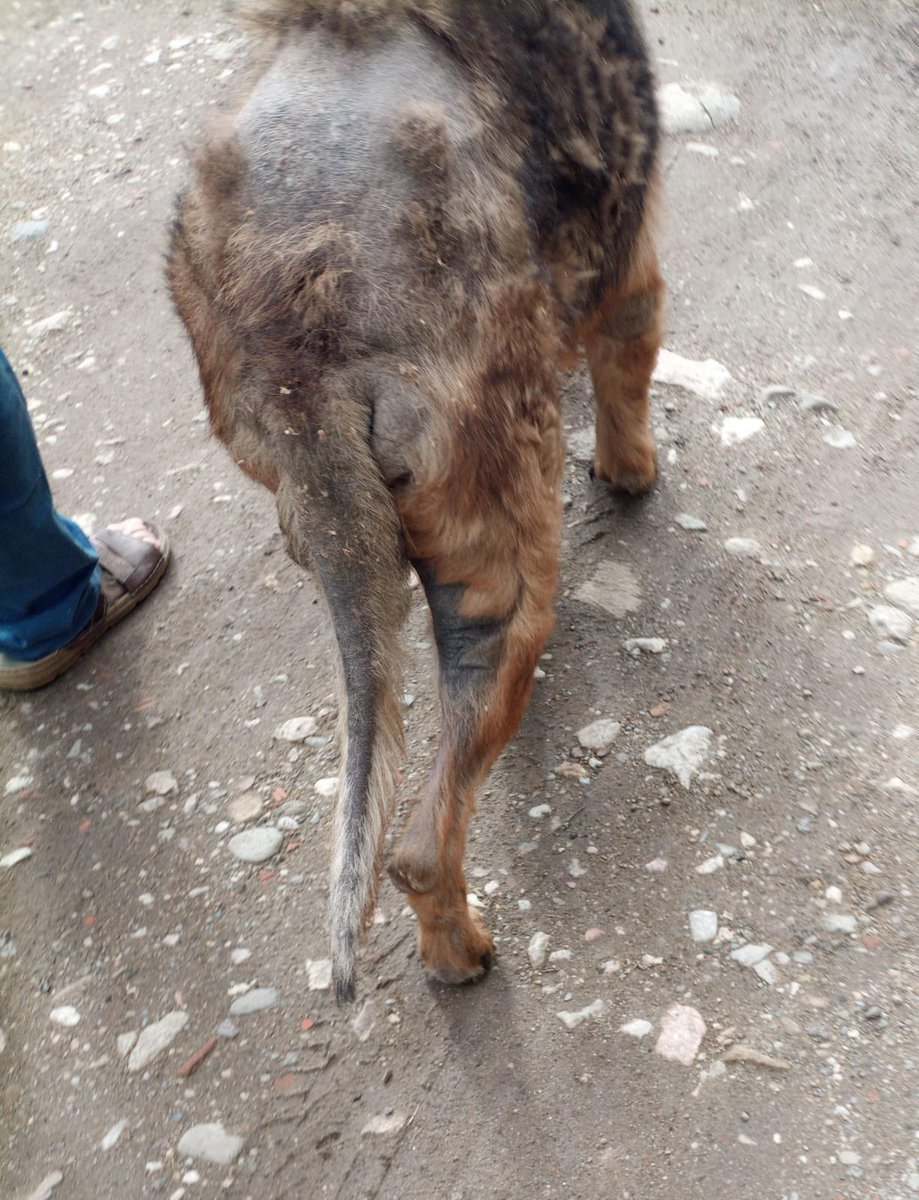 Hugo_Bidault's tweet photo. Le vendredi 22 novembre, nous sommes intervenus aux côtés de la brigade de gendarmerie de Prades pour récupérer un chien détenu dans de très mauvaises conditions depuis des années. Attaché depuis qu'il était chiot, il était laissé sans soins et souvent sans eau. Sultan a 6 ans, mais il paraît en avoir 20.

Nous remercions infiniment la S.P.A des Pyrénées-Orientales pour avoir pris en charge Sultan. Nous exprimons également notre profonde gratitude à la brigade de gendarmerie de Prades ainsi qu'à Madame le substitut du procureur référente en matière de souffrance animale.

L’association S.E.P.A. dépose plainte pour abandon volontaire par privation de soins.

Pour nous soutenir dans nos missions, nous recherchons des familles d’accueil sans autres animaux. Si vous êtes intéressé(e), il suffit de nous contacter par e-mail à : asso.sepa66@gmail.com.
Vous pouvez également nous aider en faisant un don ou un micro-don d’un euro par mois.

https://t.co/DMeVlnPEFi

https://t.co/HYmkxHtZ5S
