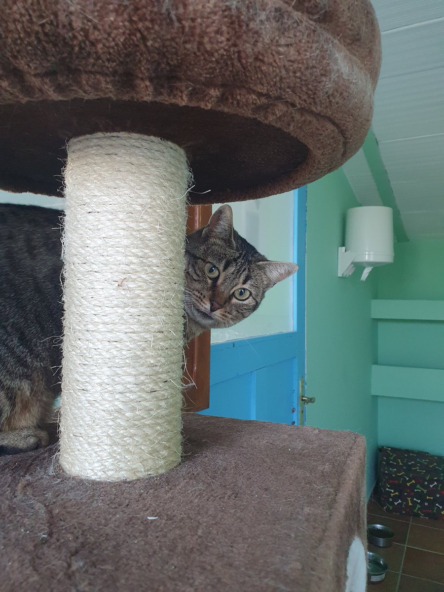 ¡Hola, caracola! ¿Qué tal estáis? Soy MEI y he querido pasarme por aquí para recordaros que estoy en la protectora, esperando encontrar un hogar. 

A ver si posando para las redes sociales tengo más suerte, ¿me adoptas? 😏

Historia de Mei -> perritosdesegovia.com/peludos/masinf…

#Adopta