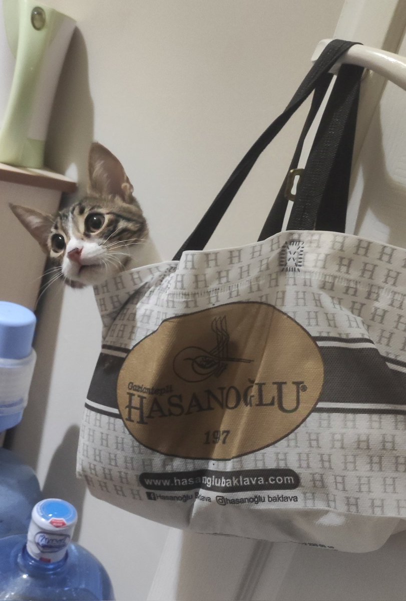 TrTekira's tweet photo. 😋
#baklava #kedi #reklamdegil https://t.co/BFPganS7dB