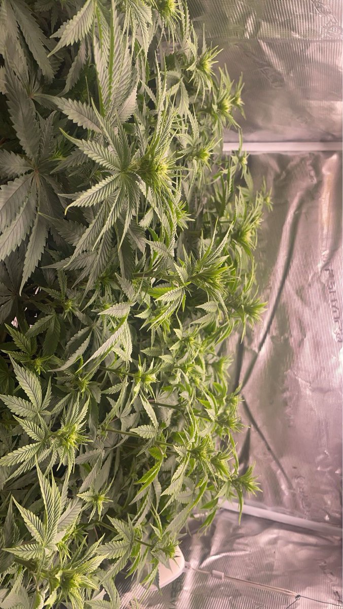 Goscha_Goscha's tweet photo. (4te Blüte Woche )

Do Si Dos 33
Mimosa x Orange Punch 
(@BarneysAms )

Dünger:
(greenhouse feeding) https://t.co/R1n0gnFINI