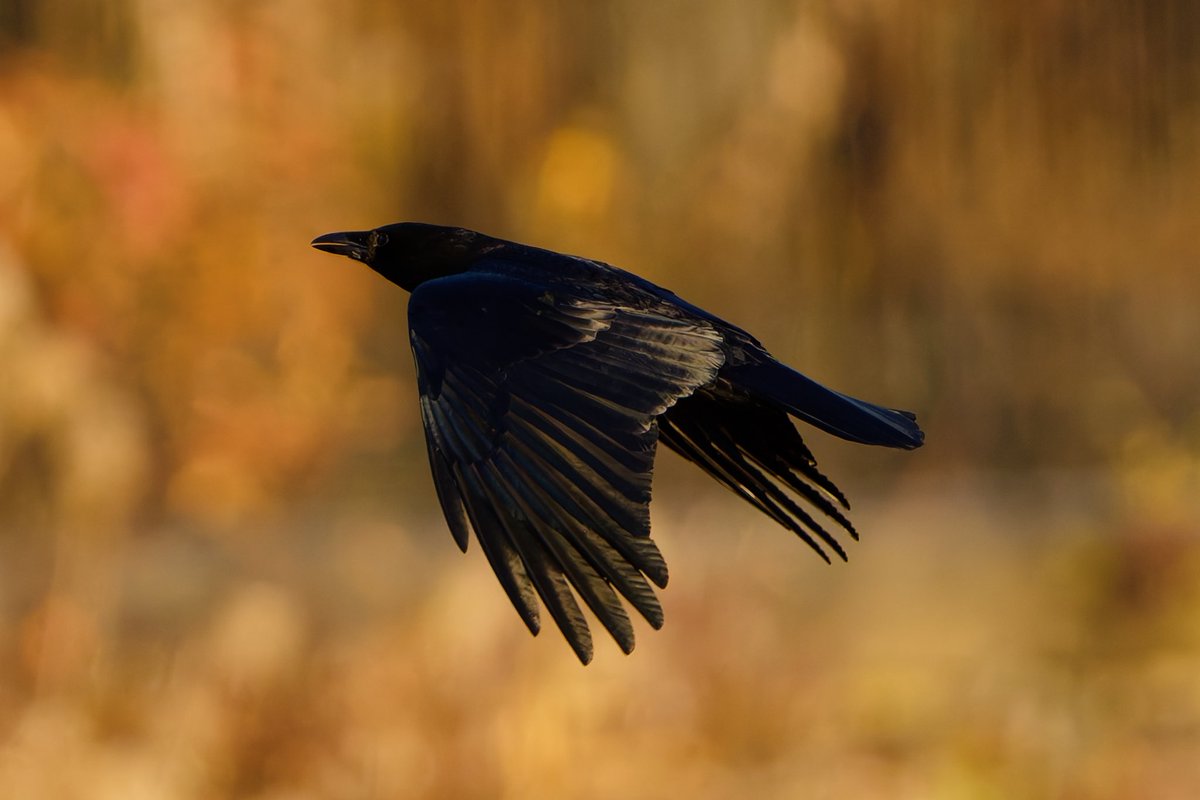 BagelsAndWalks's tweet photo. A crow flies over Central Park’s Jacqueline Kennedy Onassis Reservoir during golden hour. #birdcpp #centralpark #birding #birdphotography #wildlifephotography https://t.co/USu7XaiF3R
