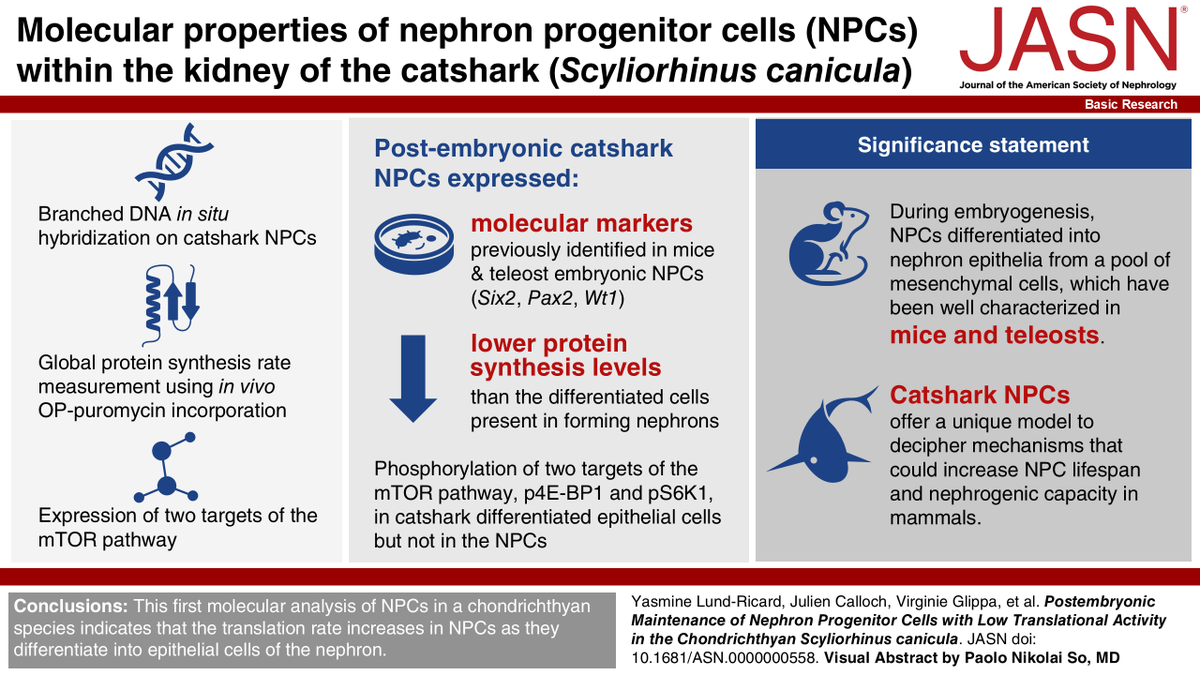 While adult mammals are unable to grow new nephrons, cartilaginous fish kidneys display nephrogenesis throughout life. This first molecular analysis of nephron progenitor cells (NPCs) in a chondrichthyan species indicates that translation rate increases in NPCs as they