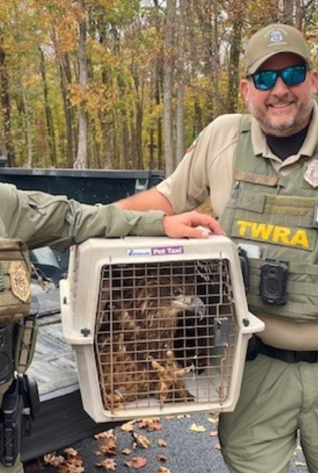 HEARTBREAKING 💔 TWRA officers rescue juvenile bald eagle shot in Sumner County. bit.ly/3Zn0sgJ

(Photos: TWRA)