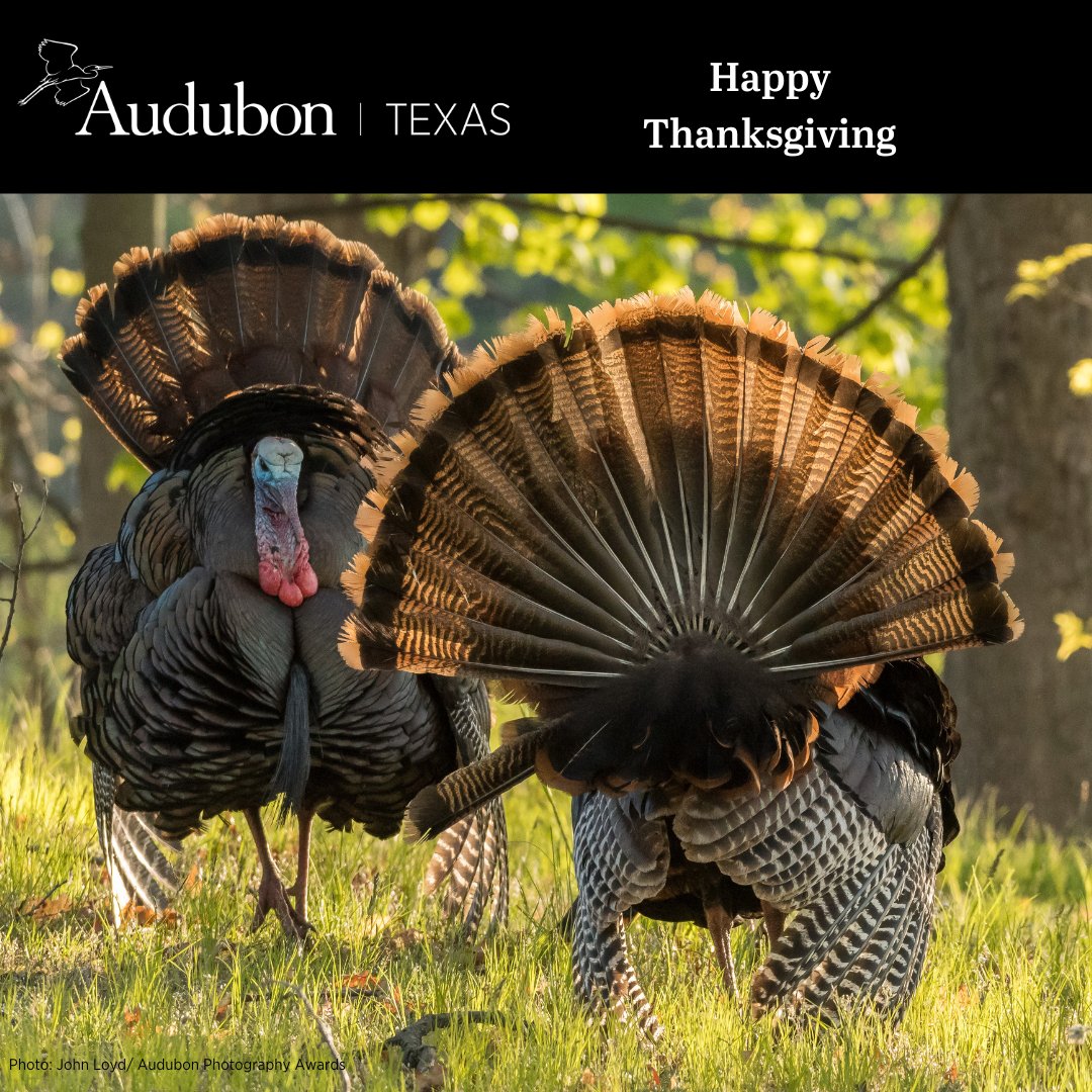 Audubon Texas (@audubontx) on Twitter photo 