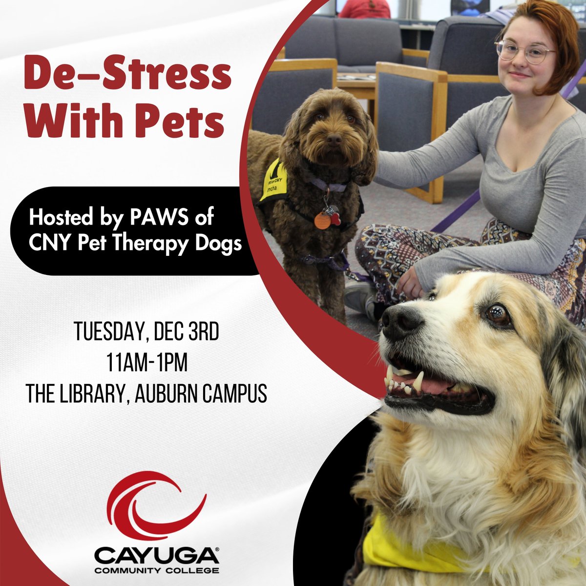 CayugaCC's tweet image. Feeling the end-of-semester crunch?
Join us this Tuesday, December 3rd, from 11 AM to 1 PM in the Library on the Auburn Campus for a stress-busting, tail-wagging good time with PAWS of CNY Pet Therapy Dogs!
#cayugacommunitycollege #therapydogs #libraryprograms #SUNY
