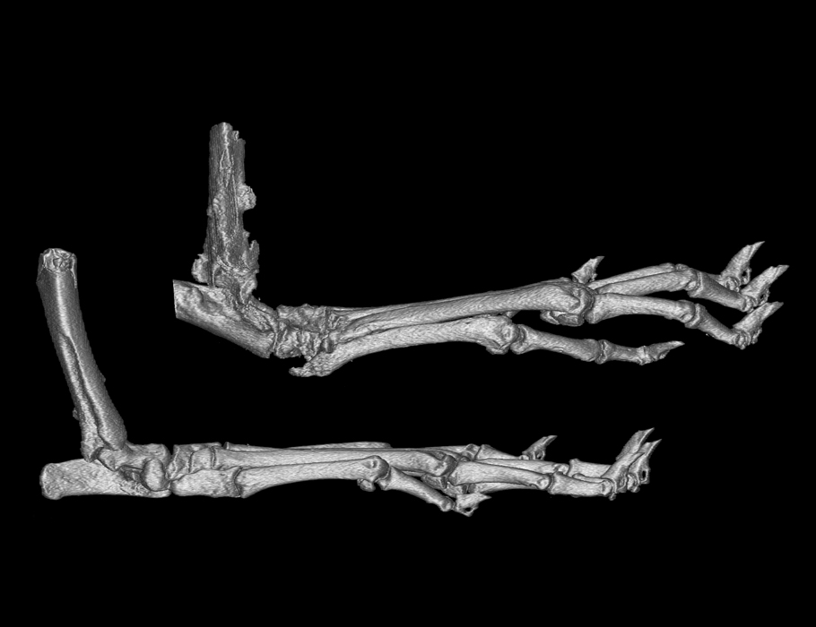 Science Translational Medicine (@sciencetm) on Twitter photo Scientists successfully alleviated both acute and chronic #RheumatoidArthritis in mice by using inhibitors of #CDK7 to target the transcription of inflammatory genes in #macrophages, according to new research from a team at <a href="/HSpecialSurgery/">Hospital for Special Surgery (HSS)</a>. <a href="/RogatskyLab/">Inez Rogatsky Lab</a> bit.ly/3OsnGfa Scientists successfully alleviated both acute and chronic #RheumatoidArthritis in mice by using inhibitors of #CDK7 to target the transcription of inflammatory genes in #macrophages, according to new research from a team at <a href="/HSpecialSurgery/">Hospital for Special Surgery (HSS)</a>. <a href="/RogatskyLab/">Inez Rogatsky Lab</a> bit.ly/3OsnGfa