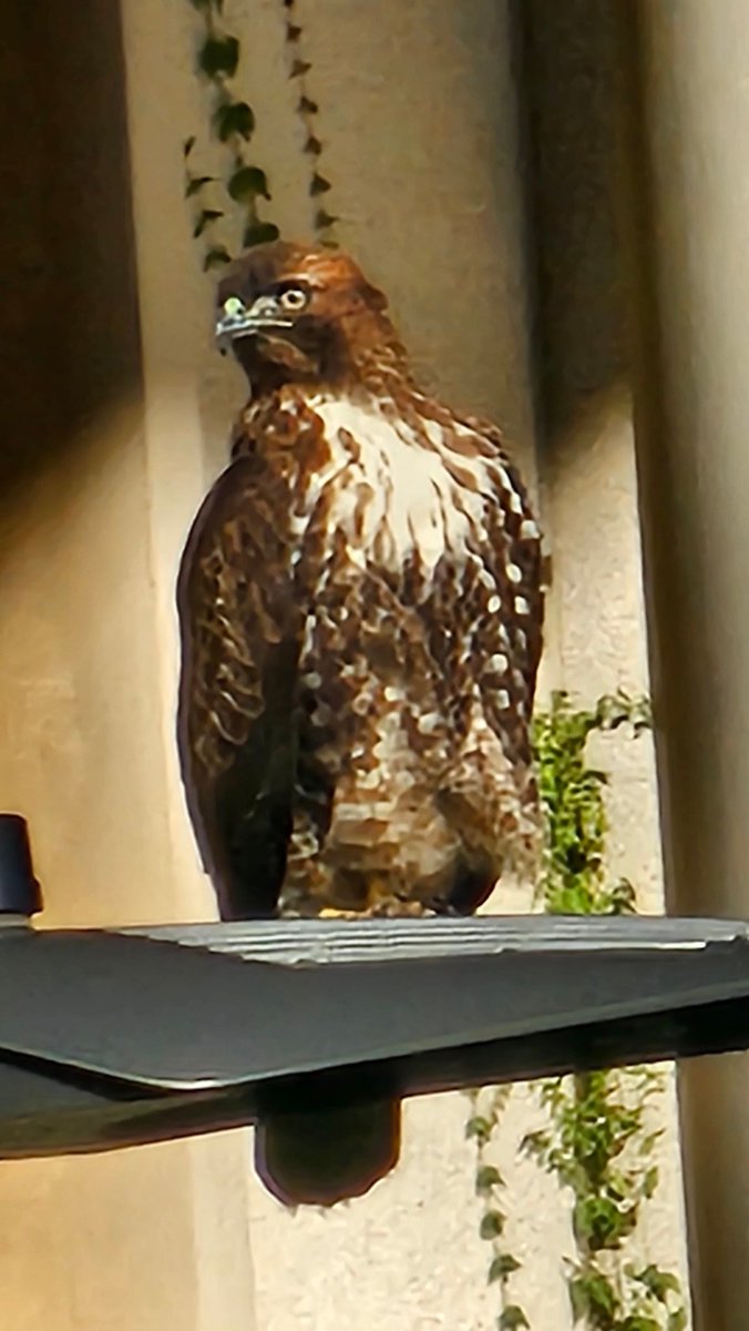 Ben J. Rivera 🏖️🌿 tweet media