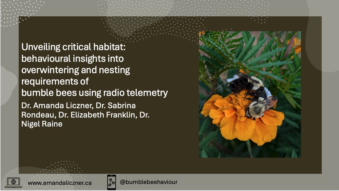 Find out more about Dr. Amanda Liczner's amazing research examining the movement patterns of #bumblebee queens using radio tracking to reveal fascinating insights into their behaviour across different landscapes &amp; help guide vital conservation efforts: youtube.com/watch?v=Lv34-Q…
