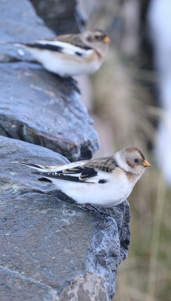 ScratchTrev's tweet image. Bit of Snow Bunting and Red Squirrel action today! Way outside my comfort zone!! 😂