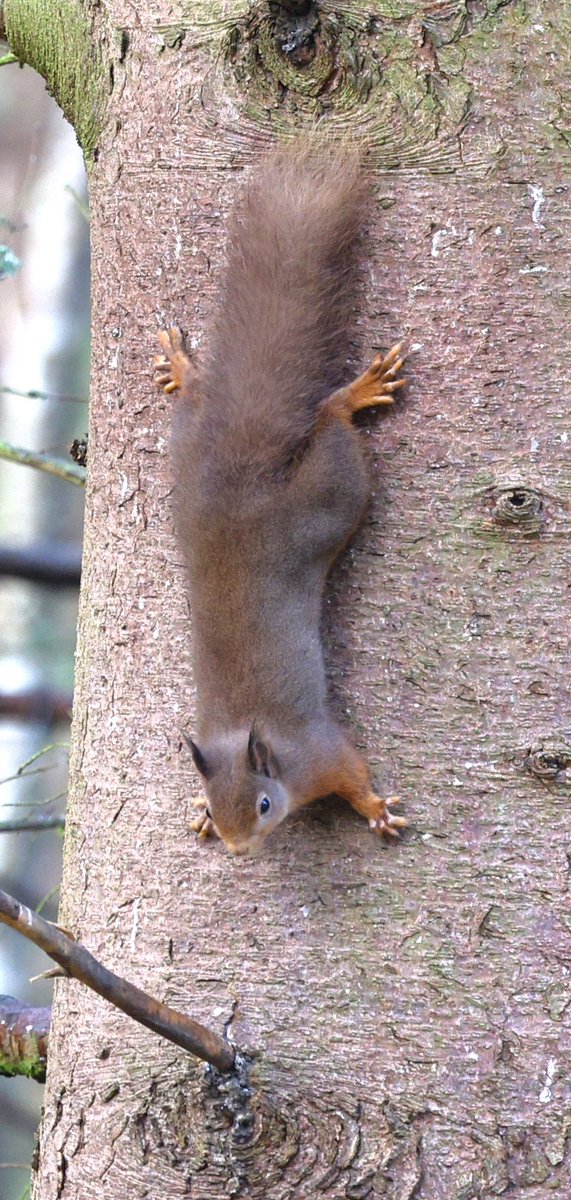 ScratchTrev's tweet image. Bit of Snow Bunting and Red Squirrel action today! Way outside my comfort zone!! 😂