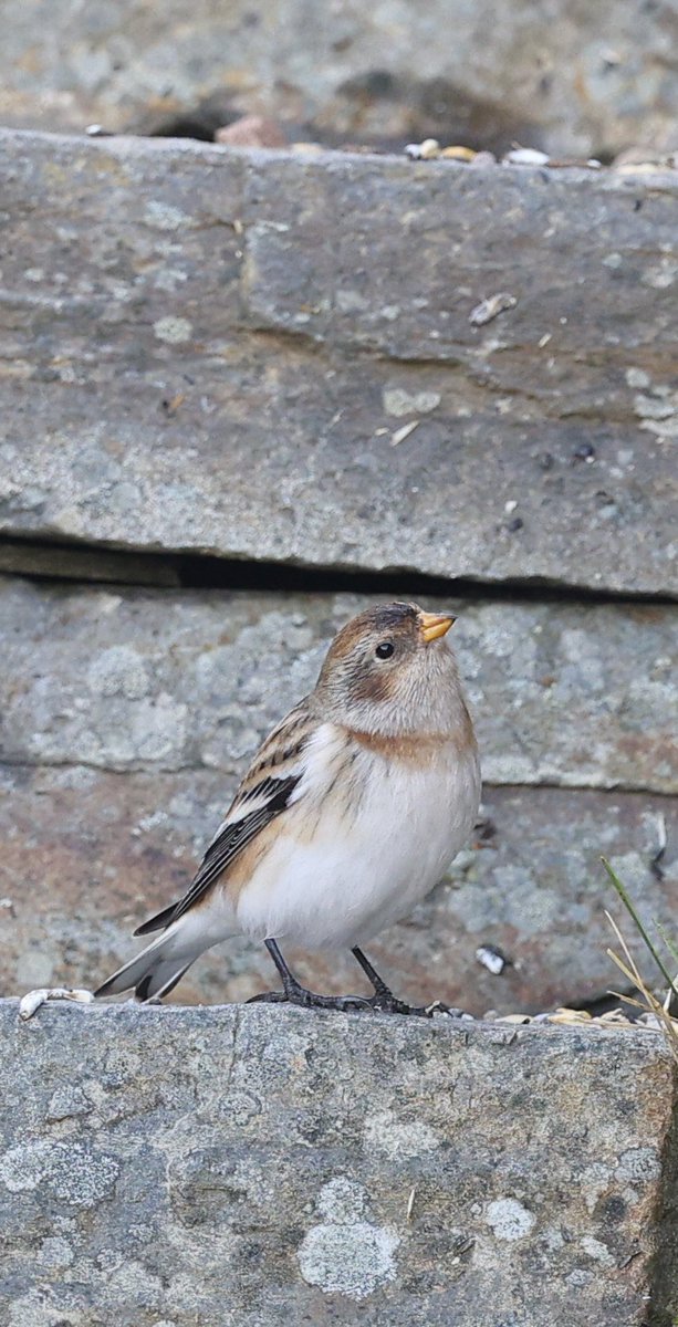 ScratchTrev's tweet image. Bit of Snow Bunting and Red Squirrel action today! Way outside my comfort zone!! 😂