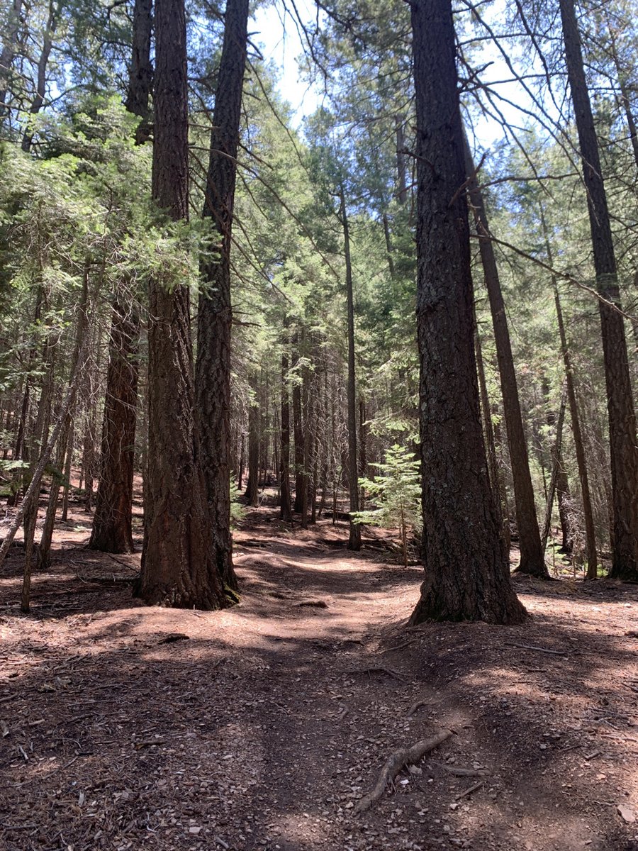 CoronadoNF's tweet image. Coronado National Forest is seeking comments on Phase 2 of the Santa Catalina Trail Plan, which proposes 28 projects including trail construction, adoptions, reroutes, reclassifications/removals, and trailhead access projects. View documents through Jan 9: fs.usda.gov/project/?proje…