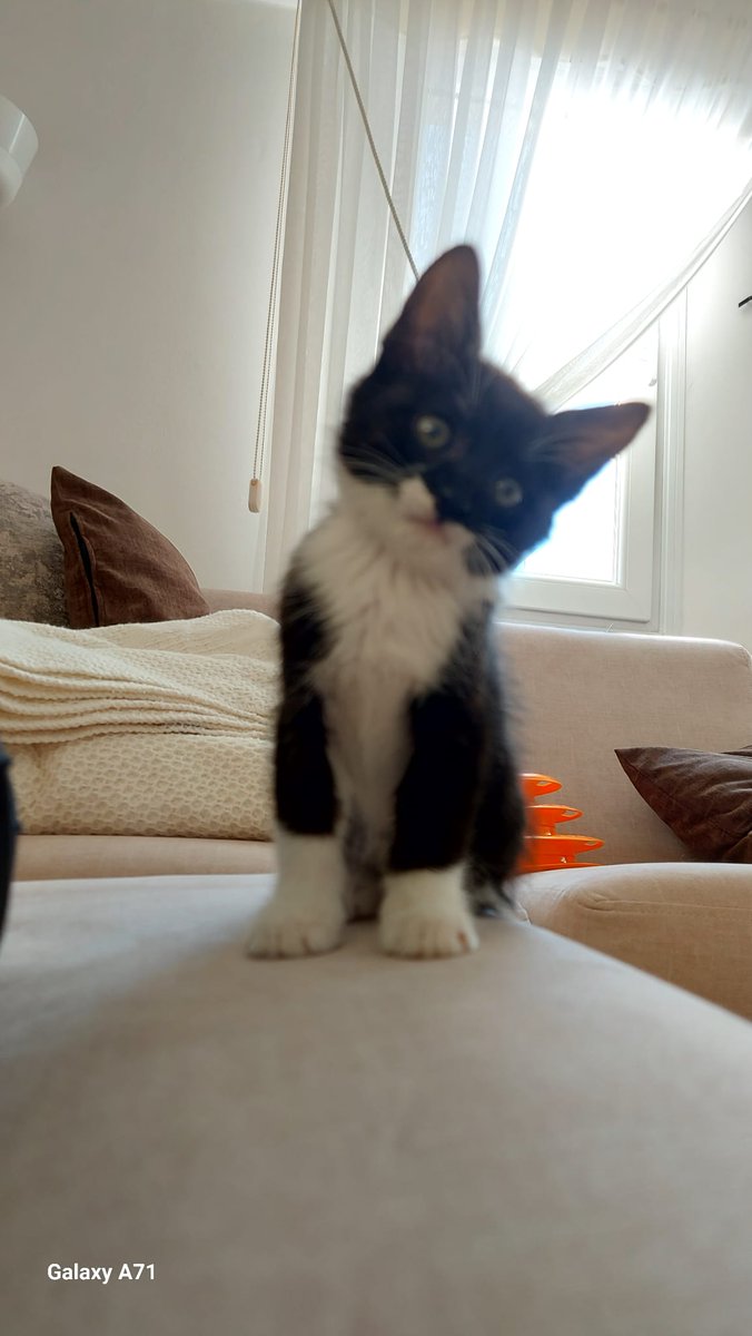 İdris ama Koçovalı Değil tweet media