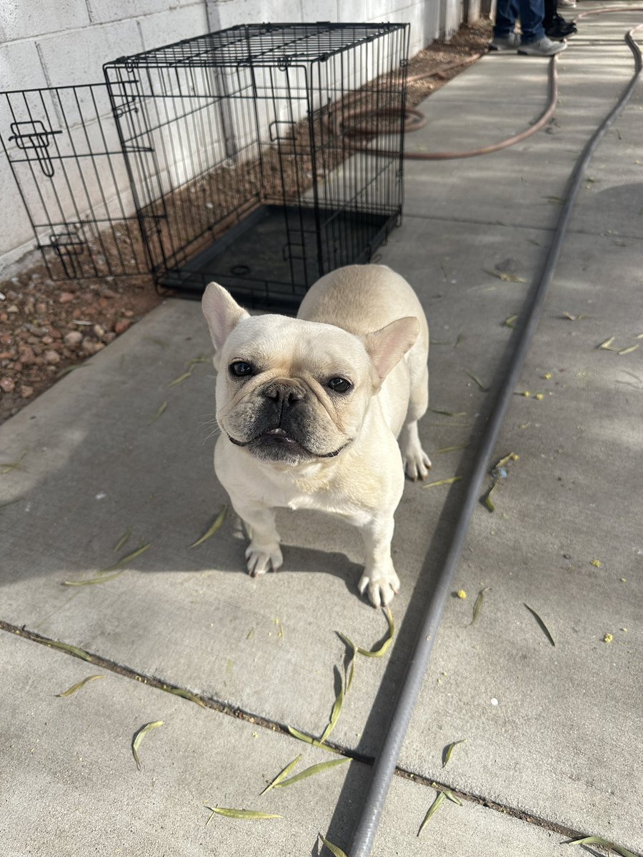 PHXFire's tweet photo. #PHXFire rescued a dog from one of the involved units and reunited him safely with the owner. The community assistance program will be working with the displaced occupants to secure temporary shelter. The cause of the fire is under investigation. https://t.co/OEYZpcLMoQ