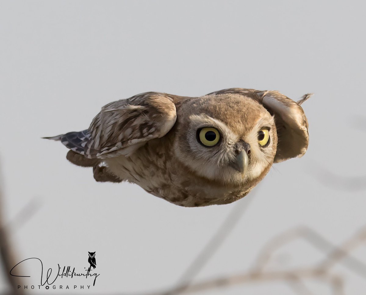 Little Owlbin Flight #Owl #owls #birdphotography #birds #NaturePhotograhpy #BirdsOfTwitter #birdwatching