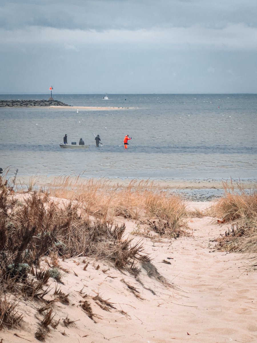 dariusaniunas's tweet image. Just spotted a group braving the rain at Mayo Beach, determined to uncover hidden gems! Remember, great shellfish rewards come to those who persevere! #Shellfishing 
Wellfleet #capecod #oysters