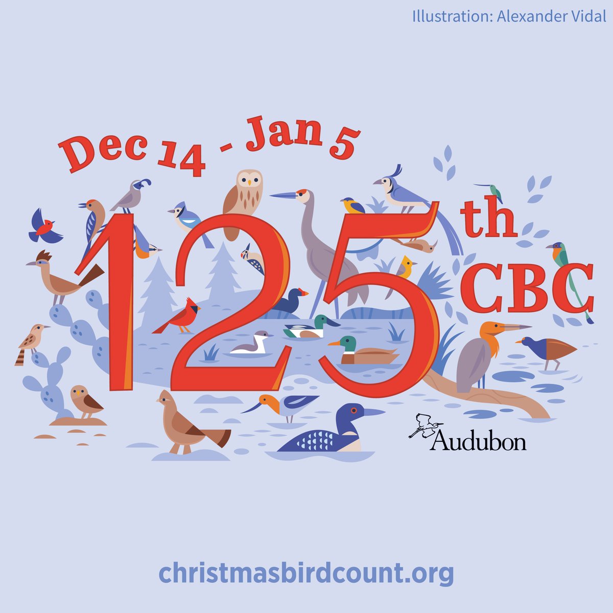 Between December 14th and January 5th, join tens of thousands of bird-loving volunteers and participate in the 125th Audubon Christmas Bird Count! Get more info on counts near you: bit.ly/3TlZds0 #AudubonCBC