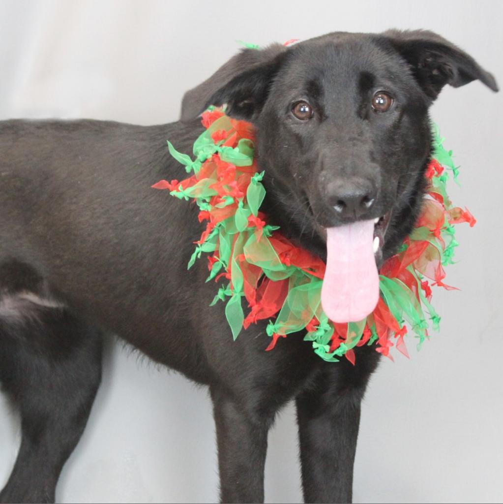 GvlAnimalCare's tweet photo. Happy #TeamFavoriteTuesday! Meet BOO - she's best known for her happy smile &amp; she always has her tongue out! 😋

Boo is a fun-loving, adventurous pup with energy to spare! This extroverted and playful girl loves chasing tennis balls, squeaky toys, and catching treats mid-air! https://t.co/RFAi8JajA3