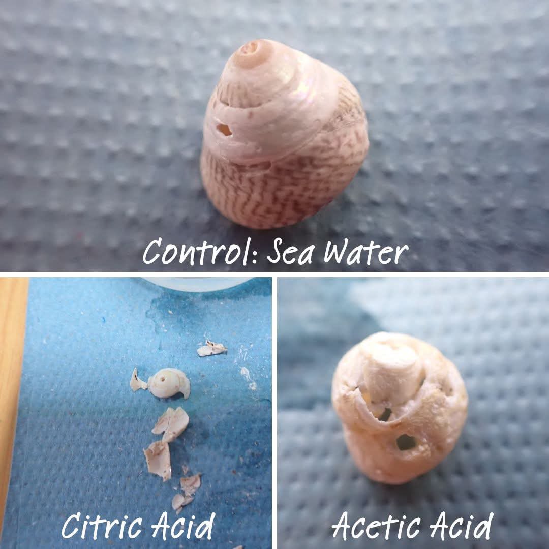 darwincentre's tweet photo. Ocean acidification workshop results with @Year6PDCS @PDCSPrimary! Pupils   did a fantastic job interpreting and discussing their results. Overall it was the shells in citric acid that showed the greatest difference in mass and size! #STEMworkshop #oceanacidification https://t.co/bLFOu2usdF