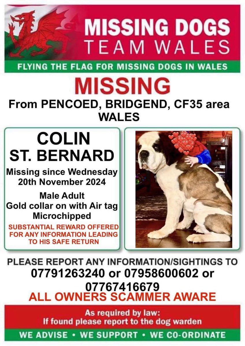 MissingPetsGB's tweet photo. COLIN #STOLEN
Missing since Wednesday, 20 November 2024 after escaping from home in Brynna, Pencoed, Bridgend #CF35 #Wales

Colin’s AirTag has been found.  It has been physically removed &amp; Police are involved.

Colin is a four year old St. Bernard. He is microchipped #stolenColin https://t.co/fnpZdDjLJY