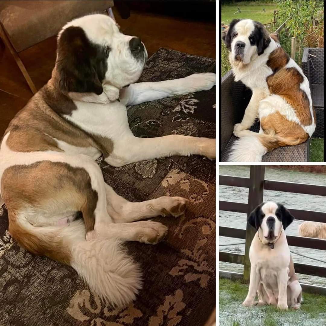 MissingPetsGB's tweet photo. COLIN #STOLEN
Missing since Wednesday, 20 November 2024 after escaping from home in Brynna, Pencoed, Bridgend #CF35 #Wales

Colin’s AirTag has been found.  It has been physically removed &amp; Police are involved.

Colin is a four year old St. Bernard. He is microchipped #stolenColin https://t.co/fnpZdDjLJY