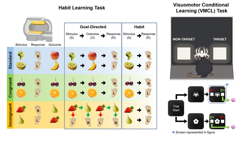 Habit learning can be measured using the habit learning task with a stimulus response outcome driving changes toward stimulus response behavior, and can MAY be emulated with the touchscreen-based visuomotor conditional learning (VMCL) task.
#benefitoftouchscreen