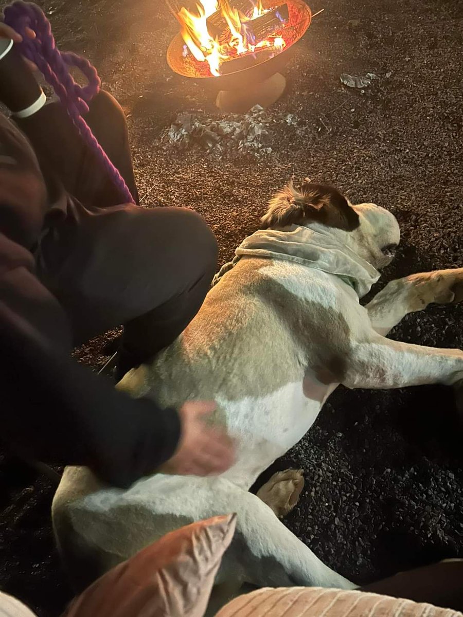 Missing Pets GB tweet media